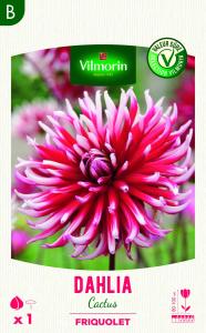Dahlia cactus Friquolet 